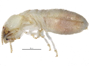  (NGXer TGM arizonensis - BIOUG16321-H04)  @13 [ ] CreativeCommons - Attribution (2015) CBG Photography Group Centre for Biodiversity Genomics