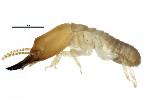  ( - BIOUG16322-A10)  @12 [ ] CreativeCommons - Attribution (2015) CBG Photography Group Centre for Biodiversity Genomics