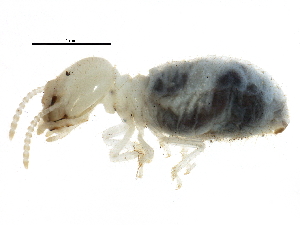  (Brachyamitermes dividensis - BIOUG16322-B05)  @14 [ ] CreativeCommons - Attribution (2015) CBG Photography Group Centre for Biodiversity Genomics