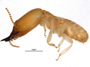  ( - BIOUG16323-D11)  @13 [ ] CreativeCommons - Attribution (2015) CBG Photography Group Centre for Biodiversity Genomics
