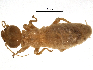  ( - BIOUG16323-F06)  @11 [ ] CreativeCommons - Attribution (2015) CBG Photography Group Centre for Biodiversity Genomics