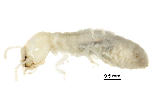  ( - CCDB-08664-A04)  @13 [ ] CreativeCommons - Attribution (2016) CBG Photography Group Centre for Biodiversity Genomics