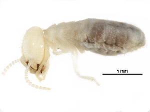  ( - CCDB-08664-A11)  @13 [ ] CreativeCommons - Attribution (2016) CBG Photography Group Centre for Biodiversity Genomics