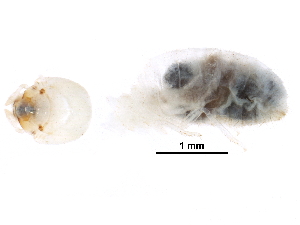  ( - CCDB-08664-C02)  @11 [ ] CreativeCommons - Attribution (2016) CBG Photography Group Centre for Biodiversity Genomics