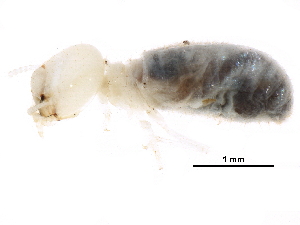  ( - CCDB-08664-C04)  @11 [ ] CreativeCommons - Attribution (2016) CBG Photography Group Centre for Biodiversity Genomics