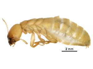  ( - CCDB-08664-G06)  @14 [ ] CreativeCommons - Attribution (2016) CBG Photography Group Centre for Biodiversity Genomics