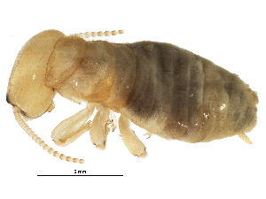  (Zootermopsis nscantgm - CCDB-09435-A10)  @15 [ ] CreativeCommons - Attribution (2016) CBG Photography Group Centre for Biodiversity Genomics