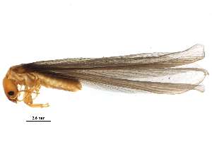  ( - CCDB-09435-B12)  @14 [ ] CreativeCommons - Attribution (2016) CBG Photography Group Centre for Biodiversity Genomics