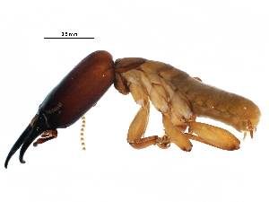  (NGSieTGM NScasTGM - CCDB-09435-C01)  @15 [ ] CreativeCommons - Attribution (2016) CBG Photography Group Centre for Biodiversity Genomics