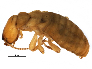  ( - CCDB-09435-H02)  @14 [ ] CreativeCommons - Attribution (2016) CBG Photography Group Centre for Biodiversity Genomics