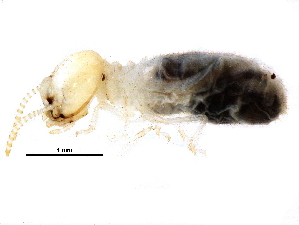  ( - CCDB-09490-A12)  @11 [ ] CreativeCommons - Attribution (2016) CBG Photography Group Centre for Biodiversity Genomics