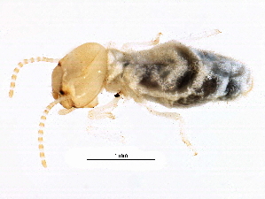 ( - CCDB-09490-B01)  @14 [ ] CreativeCommons - Attribution (2016) CBG Photography Group Centre for Biodiversity Genomics