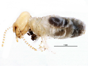  (Amitermes coachellae - CCDB-09490-B03)  @14 [ ] CreativeCommons - Attribution (2016) CBG Photography Group Centre for Biodiversity Genomics