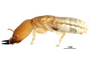  (Paraneotermes NSpolTGM - CCDB-09490-D04)  @14 [ ] CreativeCommons - Attribution (2016) CBG Photography Group Centre for Biodiversity Genomics