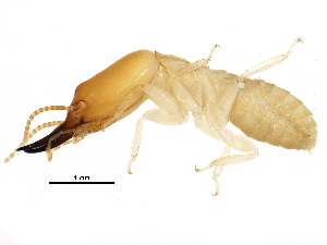  ( - CCDB-09490-F03)  @14 [ ] CreativeCommons - Attribution (2016) CBG Photography Group Centre for Biodiversity Genomics