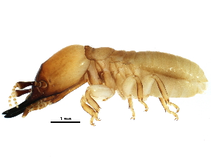  ( - CCDB-09490-G01)  @14 [ ] CreativeCommons - Attribution (2016) CBG Photography Group Centre for Biodiversity Genomics