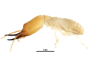 ( - CCDB-09490-H10)  @14 [ ] CreativeCommons - Attribution (2016) CBG Photography Group Centre for Biodiversity Genomics