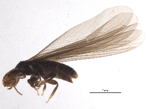  (Paraneotermes simplicicornis - CCDB-13031-H10)  @14 [ ] CreativeCommons - Attribution (2014) CBG Photography Group Centre for Biodiversity Genomics