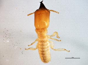  ( - CCDB-10348-F09)  @12 [ ] CreativeCommons - Attribution (2014) CBG Photography Group Centre for Biodiversity Genomics