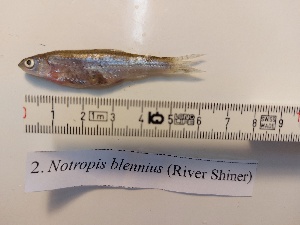  (Notropis blennius - Sample: R2)  @11 [ ] CreativeCommons - Attribution Share-Alike (2021) Unspecified Thomas More University