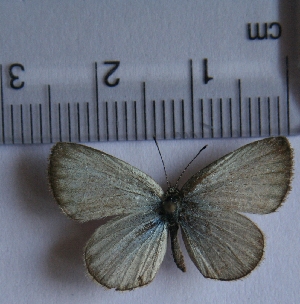  (Pseudozizeeria - TNAULY201400165)  @14 [ ] CreativeCommons - Attribution Non-Commercial Share-Alike (2014) Kiruthika, P Dept. of Entomology, TNAU