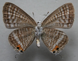  ( - TNAULY201400109)  @14 [ ] CreativeCommons - Attribution Non-Commercial Share-Alike (2014) Kiruthika, P Dept. of Entomology, TNAU
