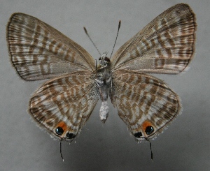  ( - TNAULY201400109)  @13 [ ] CreativeCommons - Attribution Non-Commercial Share-Alike (2014) Kiruthika, P Dept. of Entomology, TNAU