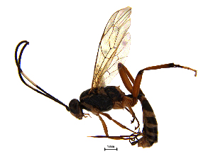  (Goryphus sp - TNAU_ PAR_ IC_08)  @14 [ ] CreativeCommons - Attribution Non-Commercial Share-Alike (2017) Alfred Daniel J Tamil Nadu Agricultural University