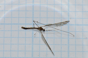  (Limnophila antennella - T5311)  @11 [ ] CreativeCommons - Attribution Non-Commercial Share-Alike (2014) Zacariah Billingham Unspecified