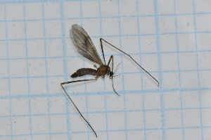  ( - T7000)  @11 [ ] CreativeCommons - Attribution Non-Commercial Share-Alike (2014) Zacariah Billingham Unspecified