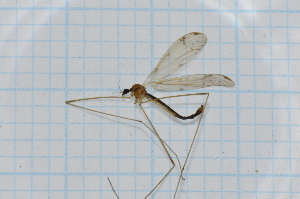 (Limnophila kershawi - T7325)  @11 [ ] CreativeCommons - Attribution Non-Commercial Share-Alike (2014) Zacariah Billingham Unspecified