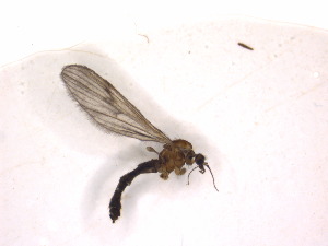  ( - T23)  @12 [ ] CreativeCommons - Attribution Non-Commercial Share-Alike (2011) Ivor Growns University of New England