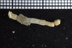  ( - ZMBN_104885)  @11 [ ] CreativeCommons - Attribution Non-Commercial Share-Alike (2015) UoB University of Bergen, Natural History Collections