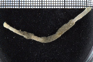  ( - ZMBN_104891)  @11 [ ] CreativeCommons - Attribution Non-Commercial Share-Alike (2015) UoB University of Bergen, Natural History Collections