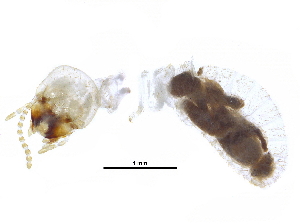  (Planicapritermes planiceps - Guy_2-26)  @13 [ ] CreativeCommons - Attribution (2017) CBG Photography Group Centre for Biodiversity Genomics