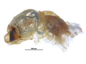  (Cryptotermes verruculosus - Guy_2-144)  @12 [ ] CreativeCommons - Attribution (2017) CBG Photography Group Centre for Biodiversity Genomics