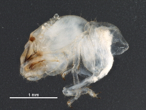  (Neotermes castaneus - UOCHB19)  @12 [ ] CreativeCommons - Attribution (2017) CBG Photography Group Centre for Biodiversity Genomics