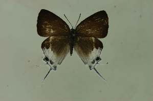  (Neocheritra fabronia - DNAwthTomares 289)  @13 [ ] Copyright (2011) Wolfgang ten Hagen Wolfgang ten Hagen Research Collection