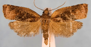  (Platynota rostranaDHJ01 - JWB-08-0125)  @11 [ ] CreativeCommons - Attribution (2010) CBG Photography Group Centre for Biodiversity Genomics