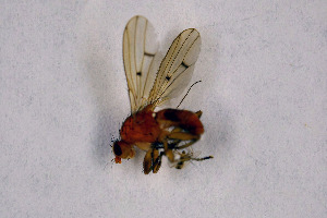  ( - NHMO-DAR-11511)  @12 [ ] CreativeCommons - Attribution Non-Commercial Share-Alike (2016) Unspecified University of Oslo, Natural History Museum