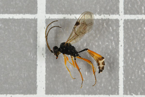  ( - NHMO-DAR-5812)  @12 [ ] CreativeCommons - Attribution Non-Commercial Share-Alike (2015) Unspecified University of Oslo, Natural History Museum