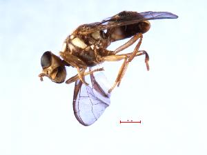  (Bactrocera erubescentis - TEPH-0132)  @12 [ ] CreativeCommons - Attribution (2008) CBG Photography Group Centre for Biodiversity Genomics