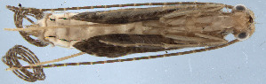  ( - JOS581)  @11 [ ] Unspecified (default): All Rights Reserved  Unspecified Unspecified