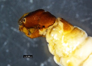  ( - DBCATRI_AIA009)  @11 [ ] CreativeCommons - Attribution Non-Commercial Share-Alike (2019) Adrian Pinder Department of Biodiversity, Conservation and Attractions