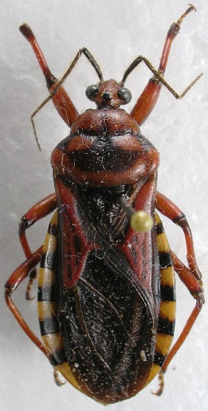  (Brontostoma colossus - CBF - Hemip - 001774)  @11 [ ] Copyright (2012) CBF Colección Boliviana de Fauna