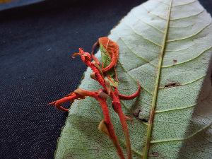  (Mabea sp. 2 - K1353_C7)  @11 [ ] CreativeCommons - Attribution Non-Commercial Share-Alike (2019) Varun Swamy San Diego Zoo Global