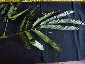  (Acacia sp. 1 - K1353_F3)  @11 [ ] CreativeCommons - Attribution Non-Commercial Share-Alike (2019) Varun Swamy San Diego Zoo Global