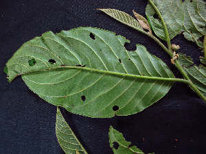  (Rollinia sp. 1 - K1353_E6)  @11 [ ] CreativeCommons - Attribution Non-Commercial Share-Alike (2019) Varun Swamy San Diego Zoo Global