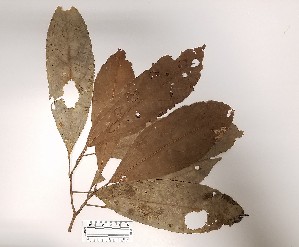  (Hasseltia cf. floribunda - K1354_F2)  @11 [ ] CreativeCommons - Attribution Non-Commercial Share-Alike (2019) Varun Swamy San Diego Zoo Global