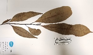  (Himatanthus sucuuba - K1353_F8)  @11 [ ] CreativeCommons - Attribution Non-Commercial Share-Alike (2019) Varun Swamy San Diego Zoo Global